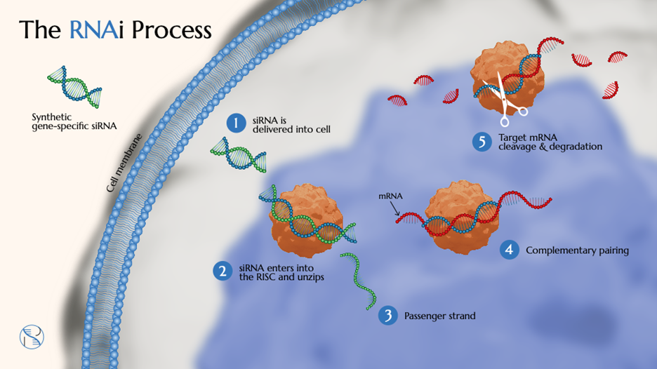 Figure 1 Overview of RNAi Process