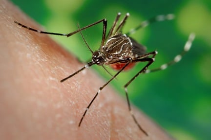 Close-up of an Aedes aegypti mosquito feeding on human skin, a primary vector of dengue fever