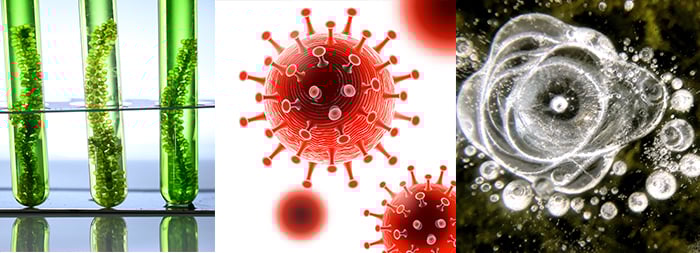 Collage microbial ecology