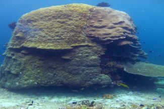 Coral for extracting humic acid_325x217