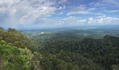 Rainforest_Luskin_cropped