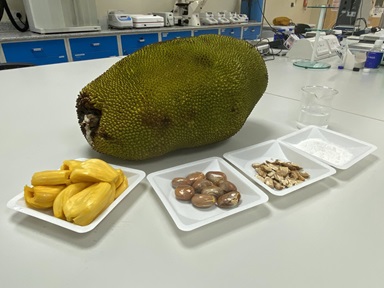 Jackfruit, its fruit, seeds, the powder from its freeze-dried seeds and lactic acid produced from the seeds in a beaker