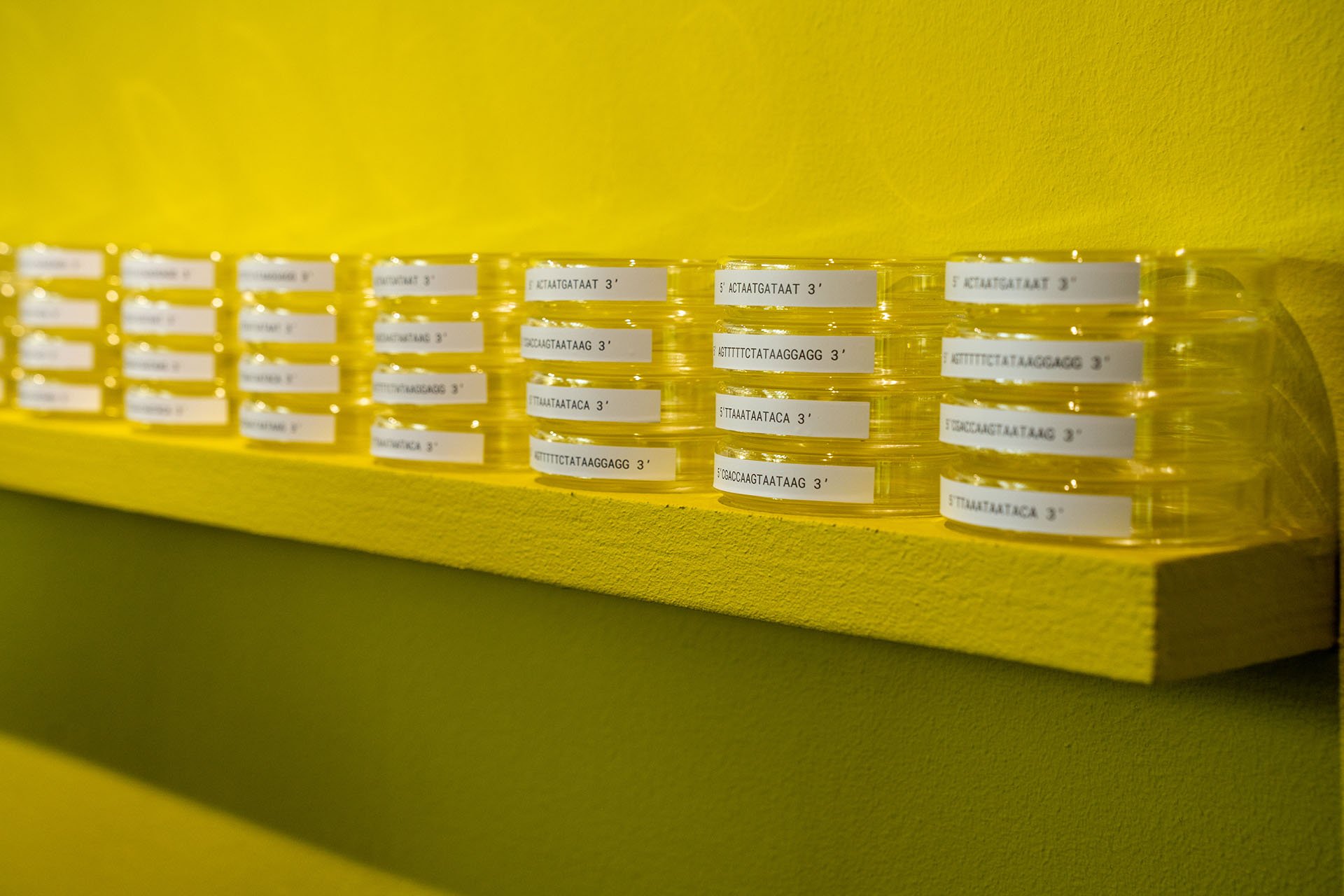 Installation view of东邪西毒 I Want to Infect You with History by Boedi Widjaja - petri dishes