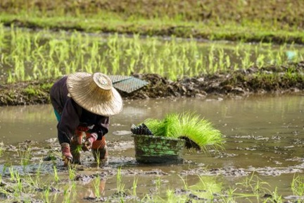 farmer transplant rice seedlings in rice field
