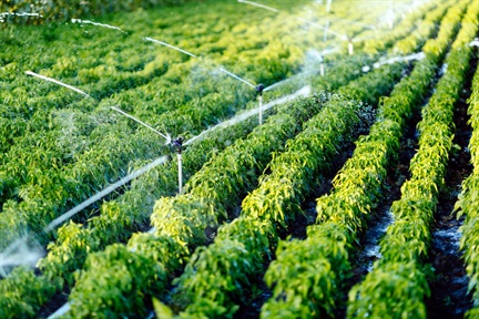 Irrigation system in function watering agriculutural plants