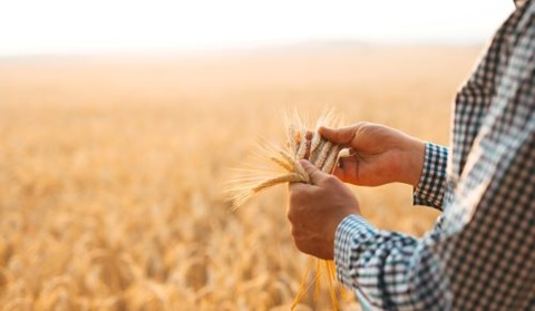 farmer in wheat farm
