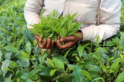 A tea picker with tea leaves in her hands on tea plantation