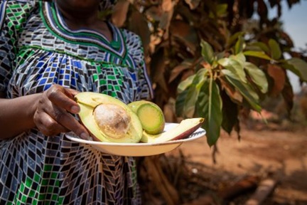 close-up of avocados harvested by a farmer from her plantation in Africa