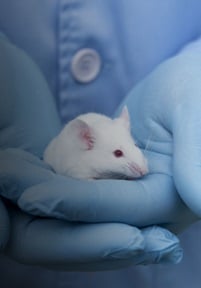 Research Integrity & Ethics Office - Institutional Animal Care and Use Committee Mobile Banner