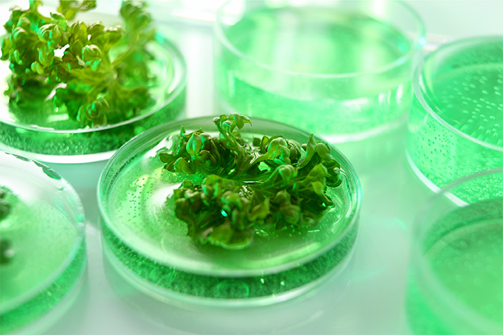 Key Visual for SBS Research Pillar - Plant and Agrobiology