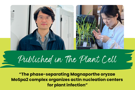 SBS Researchers Miao Yansong, Danxia He on their paper published in The Plant Cell