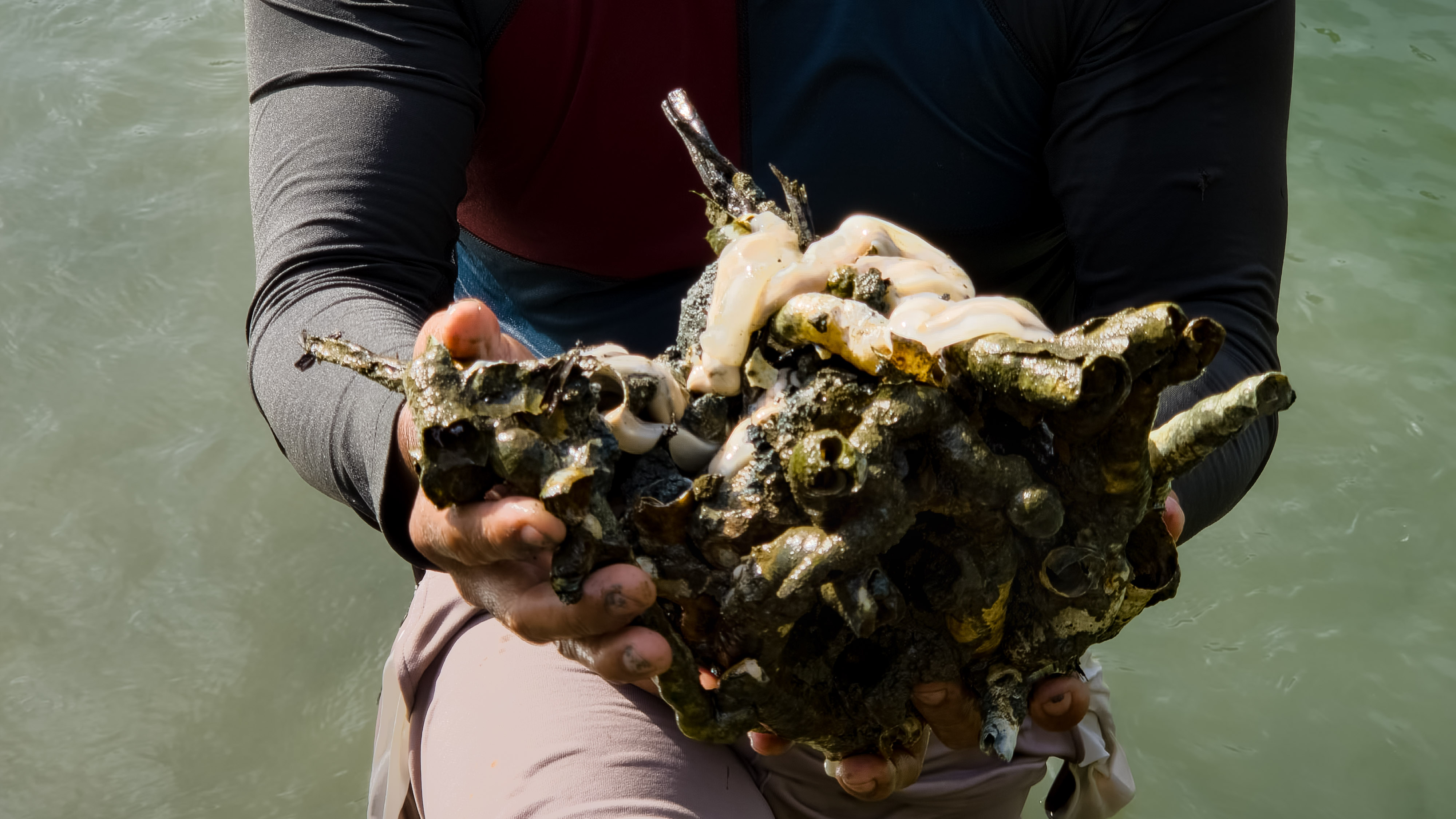 2026-02-03 Env Hum - Shipworms 2