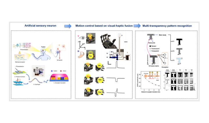 Artificial sensory neuron with visual‑haptic fusion