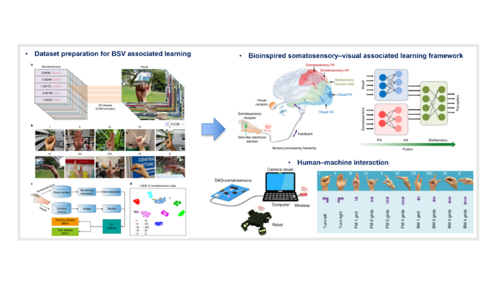 Bio‑inspired somatosensory–visual learning for gesture recognition
