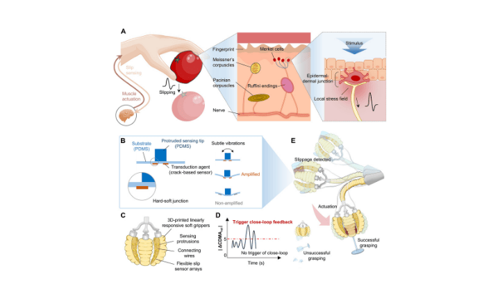 Bioarchitectonics-inspired soft grippers with cutaneous slip perception