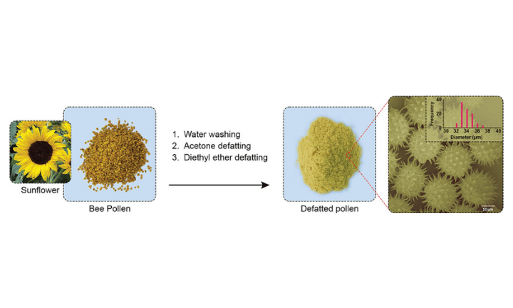 Schematic diagram of the process for preparing defatted sunflower pollen from bee pollen collected by bees from sunflower plants