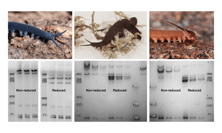 Representatives of velvet worm species studied and their typical molecular weight (MW) distribution of slime proteins higher than 70 kDa.
