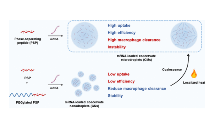 Molecular design of LLPS-based delivery systems