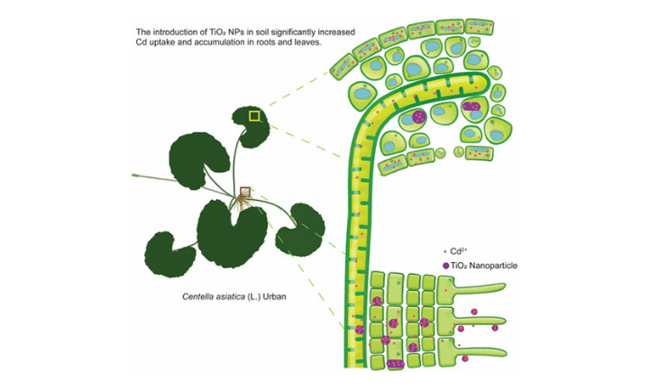 Nanomaterial-Enhanced Phytoremediation of Centella asiatica (L.) Urban in Cd-Contaminated Soils
