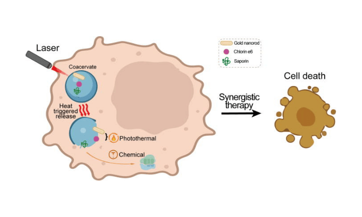 Peptide coacervates as intracellular delivery vehicles for synergistic cancer photothermal- and chemo-therapies