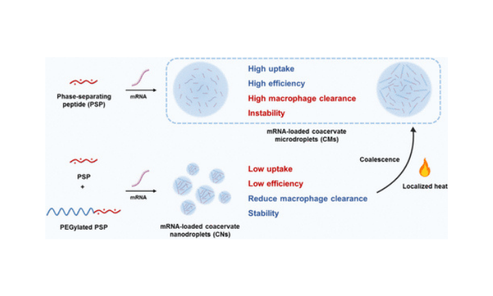 Polyethylene-Glycol-Conjugated Peptide Coacervates with Tunable Size for Intracellular mRNA Delivery