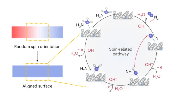 Understanding spin kinetics to help improve the catalytic efficiency of electrochemical ammonia decomposition