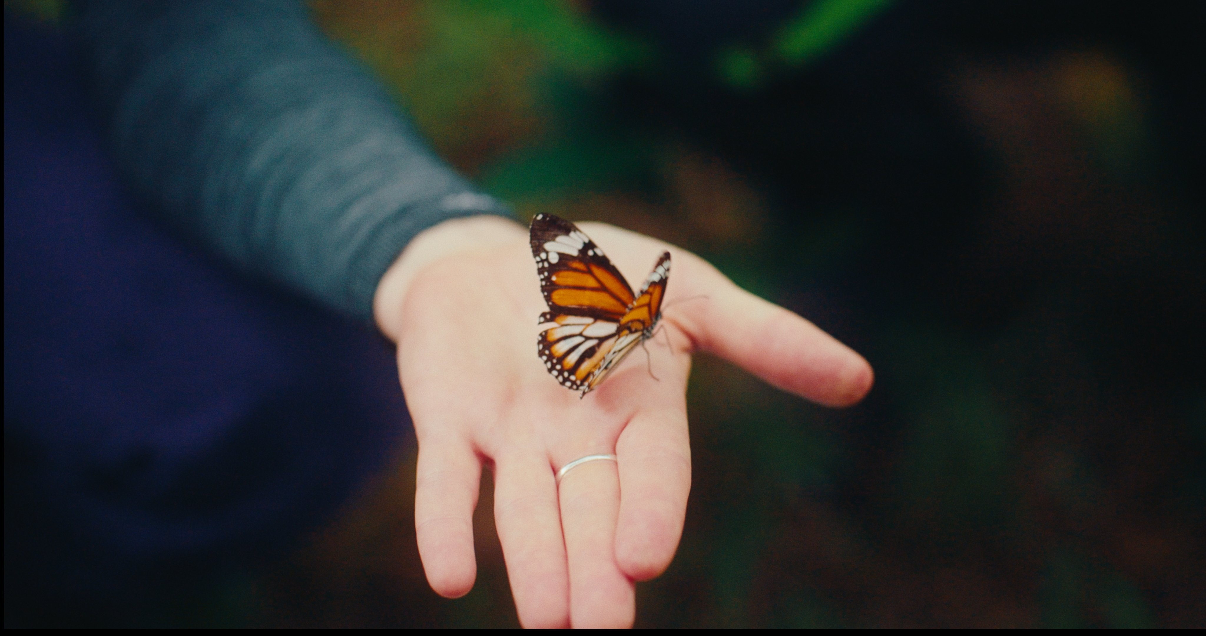 butterfly-on-hand_1-6-1