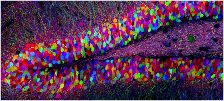 Hippocampus Brainbow