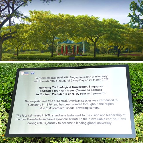 Yellow Rain Trees at Yunnan Garden
