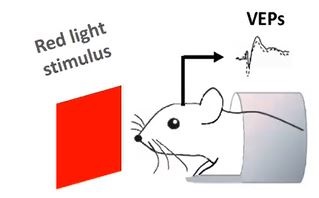 Prof Guglielmo Lanzani