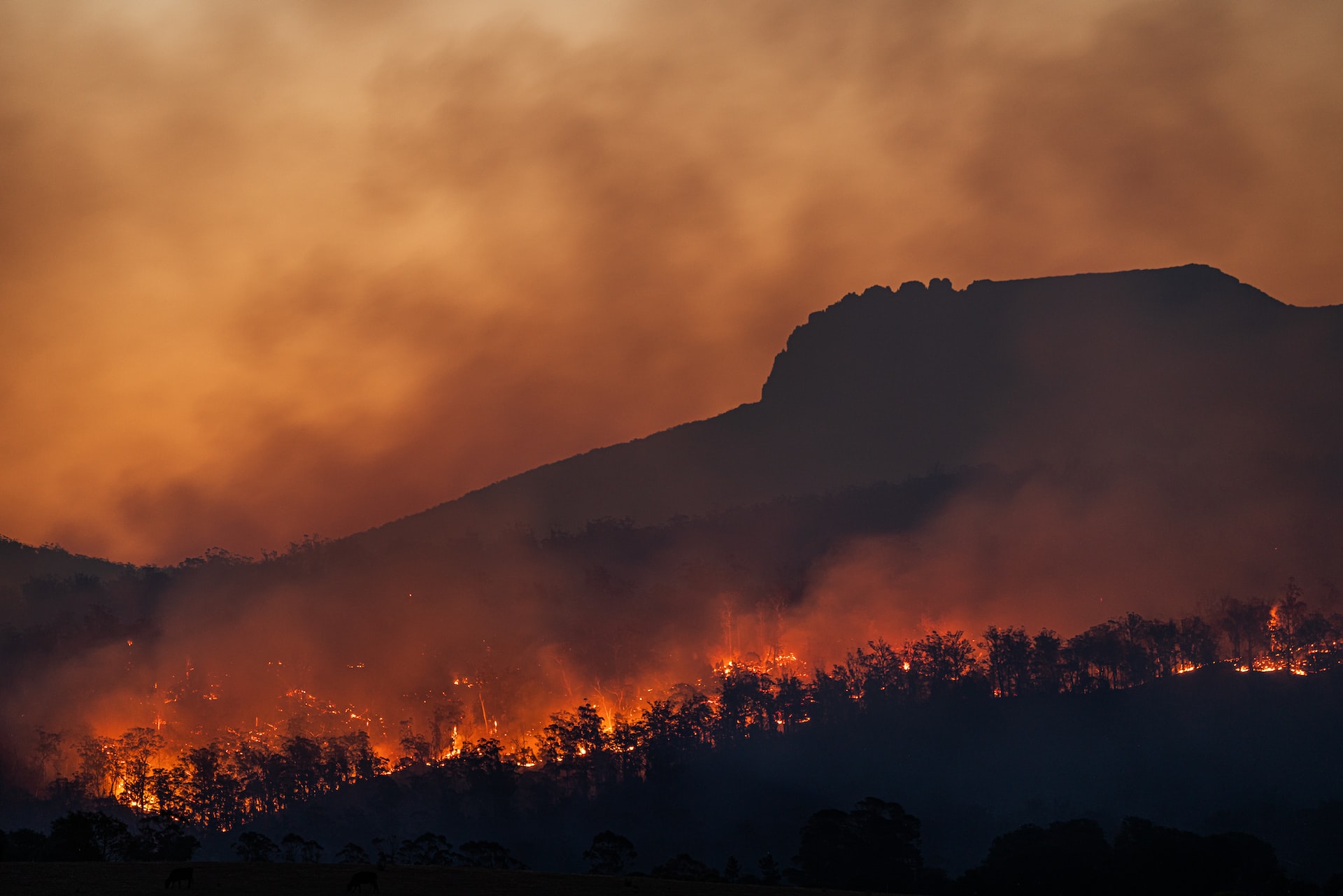 Wildfire emitting a large amount of smoke