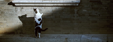 Curiosity-Does-Not-Kill-The-Cat