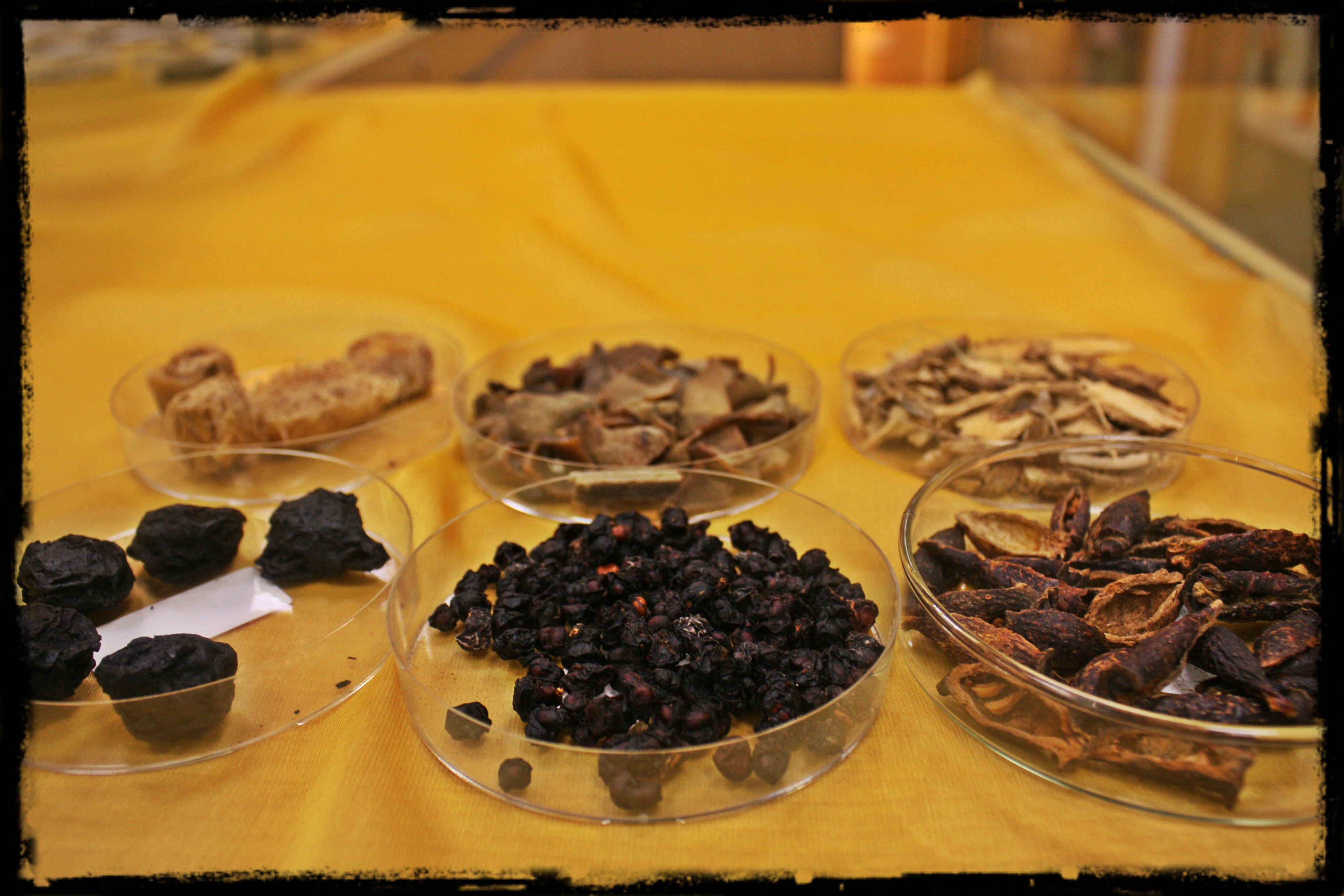 收涩药 Astringent Herbs