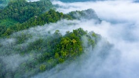 Aerial-top-view-background-fores6cf89a63-d43f-44bd-8283-949ec0732c9a