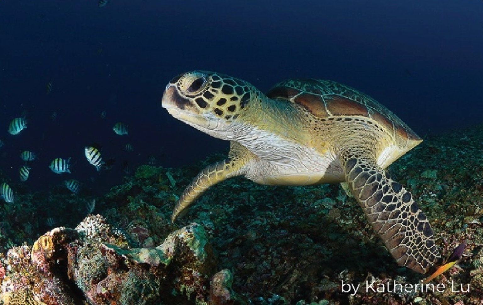 IMG_Resource_1_Inner-1536x971 (1)