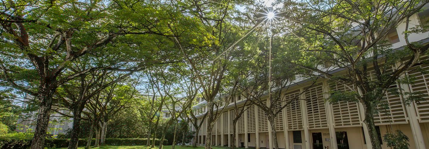 Canopy of Trees from a Low Angle on NIE Campus Grounds