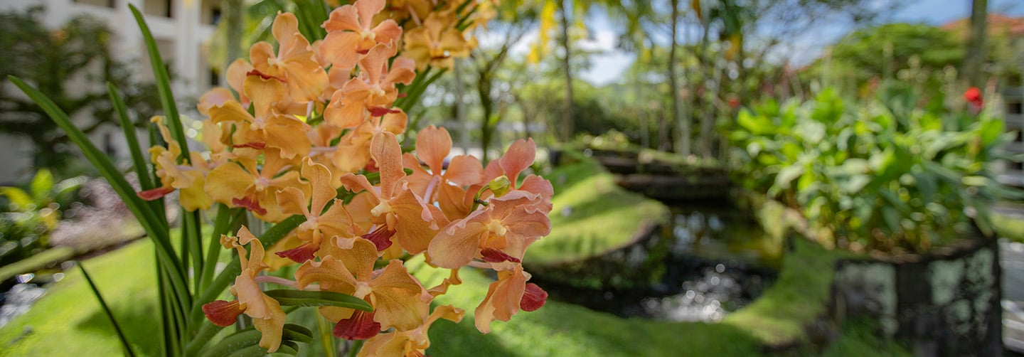 Closeup of NIE's Signature Orange Papilionanda Orchid Flowers