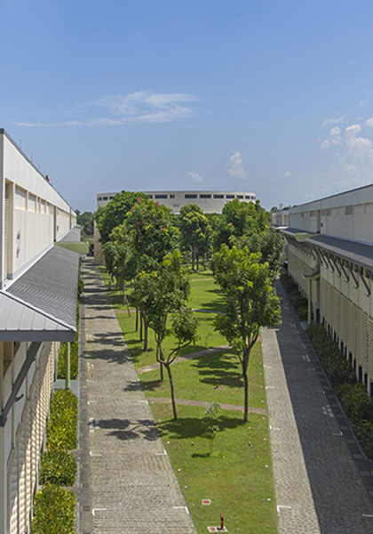 Row of Trees at Block 7 (mobile)