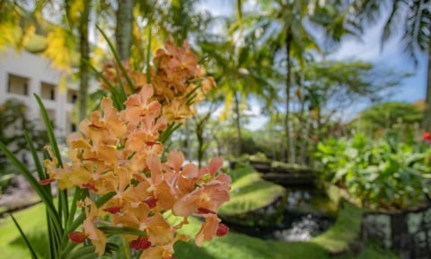 NIE blooming orange flower