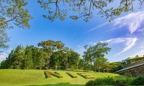 NIE Green Hill with Plant Topiary Logo Top View with Sky (480x288px)