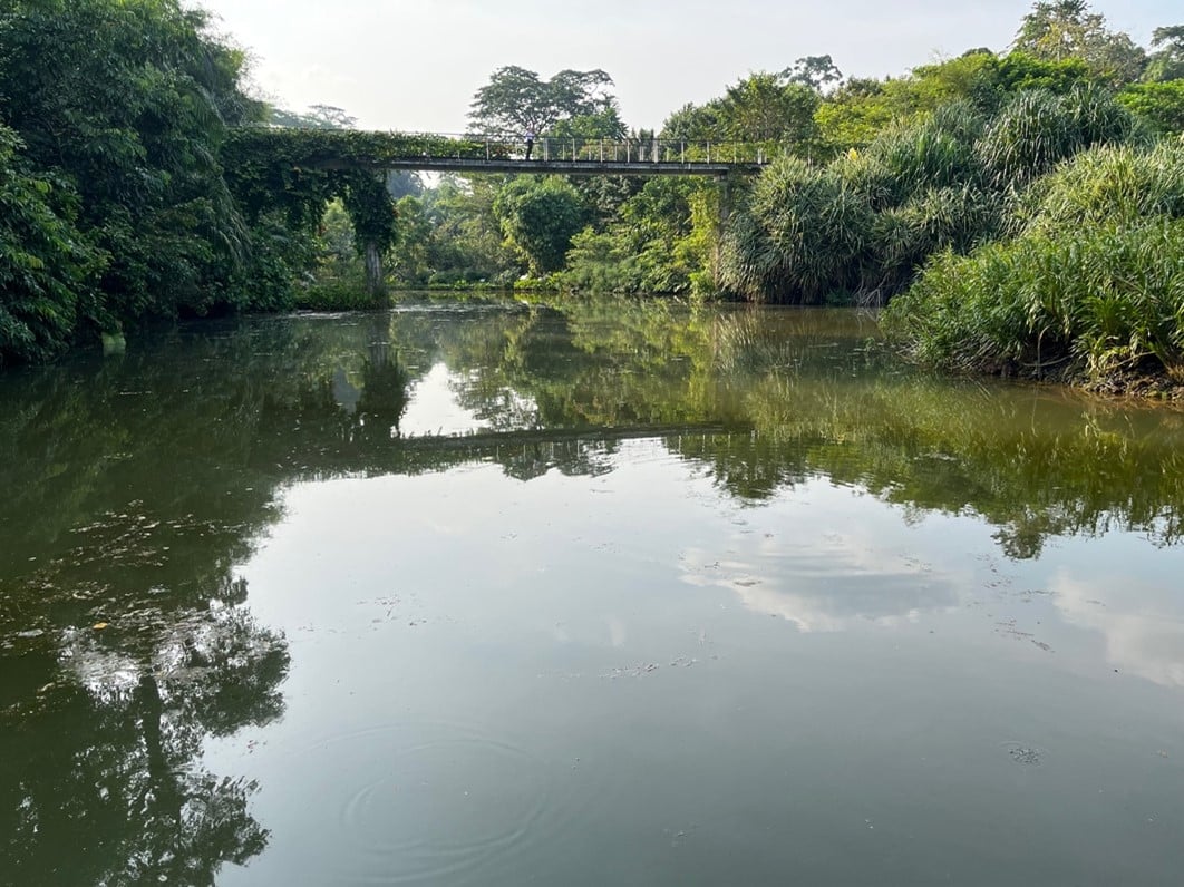 Photo taken of the Learning Forest at the Singapore Botanic Gardens